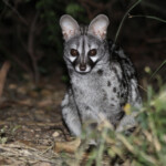 Genette d'Europe (Addo Elephant National Park)