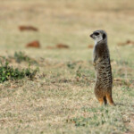 Suricate (Addo Elephant National Park)