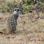 Suricate (Addo Elephant National Park)