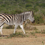 Zèbre des plaines (Addo Elephant National Park)