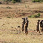 Suricate (Addo Elephant National Park)