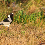 Vanneau armé - Cap Recife Nature Reserve