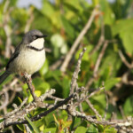 Apalis à collier - Cap Recife Nature Reserve