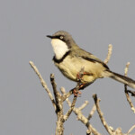 Apalis à collier - Cap Recife Nature Reserve