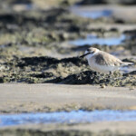 Gravelot à front blanc - (Cap Recife Nature Reserve, Afrique du Sud)