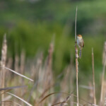 Cisticole de Levaillant - Cap Recife Nature Reserve