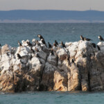 Port Elizabeth