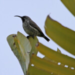 Souimanga améthyste - Pine lodge