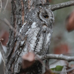Petit-duc africain (Tsendze Kruger)
