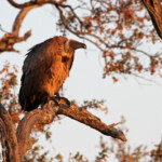 Vautour africain (Kruger)