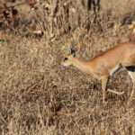 Raphicère champêtre (Punda Maria, Kruger)