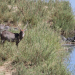 Cobe à croissant (Kruger)