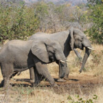 Éléphant (Punda-Maria Kruger)