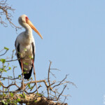 Tantale ibis (Kruger)