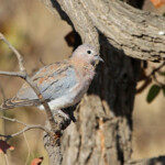 Tourterelle maillée (Punda Maria, Kruger)