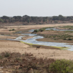 Létaba (Kruger)