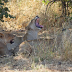 Lionnes (Punda-Maria Kruger)