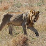 Lion (Kruger)
