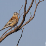 Long-tailed-paradise Whydah Veuve de Paradis (Punda Maria, Kruger)