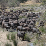 Buffles (Kruger)
