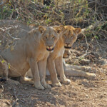 Lionnes (Punda-Maria Kruger)