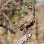 Francolin de Swainson (Punda Maria, Kruger)