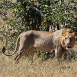 Lion (Kruger)
