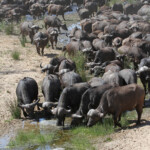 Buffles (Kruger)