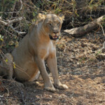 Lionne (Punda-Maria Kruger)