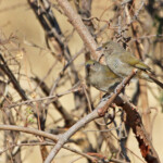Green-winged Pytilia Beaumarquet melba (Punda Maria, Kruger)