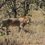 Lion (Kruger)