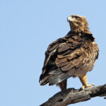 Aigle ravisseur (Kruger)