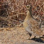 Ganga bibande mâle (Punda-Maria Kruger)