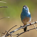 Cordonbleu de l'Angola (Punda Maria, Kruger)