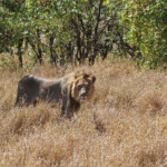 Lion (Kruger)