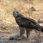 Aigle ravisseur (Kruger)