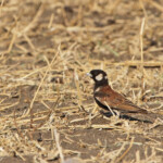 Moinelette à oreillons blancs mâle (Kruger)