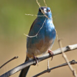 Cordonbleu de l'Angola (Punda Maria, Kruger)