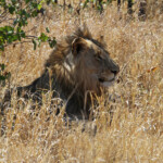 Lion (Kruger)