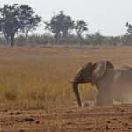 Éléphant (Kruger)