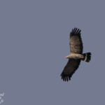 Gymnogène (Kruger) Svg+xml,%3Csvg%20xmlns%3D%22http%3A%2F%2Fwww.w3