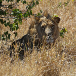 Lion (Kruger)