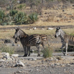 Zèbre des plaines (Punda Maria, Kruger)
