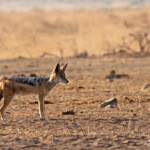 Chacal à chabraque (Kruger)