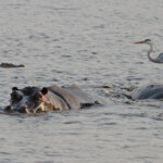 Héron cendré et Hippopotame (Kruger, Lower Sabie)