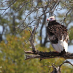 Vautour à tête blanche (Kruger)