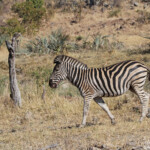 Zèbre des plaines (Punda Maria, Kruger)