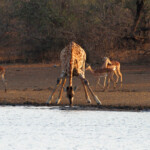Girafe (Kruger, Lower Sabie)