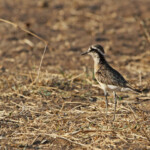 Gravelot pâtre (Kruger, Afrique du Sud)