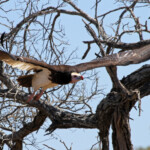 Vautour à tête blanche (Kruger)